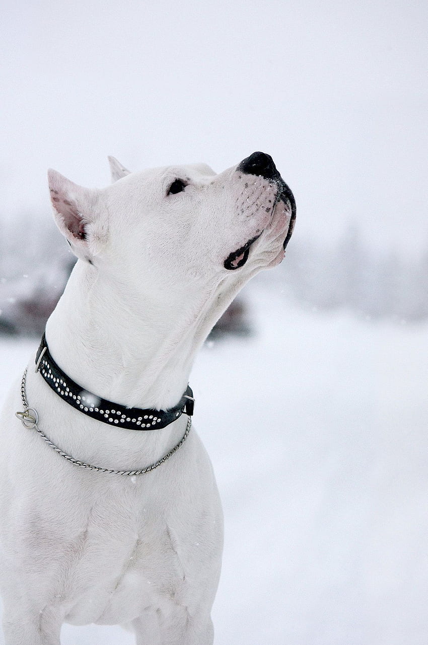 Snow Day - Dogo Argentino Snow HD phone wallpaper