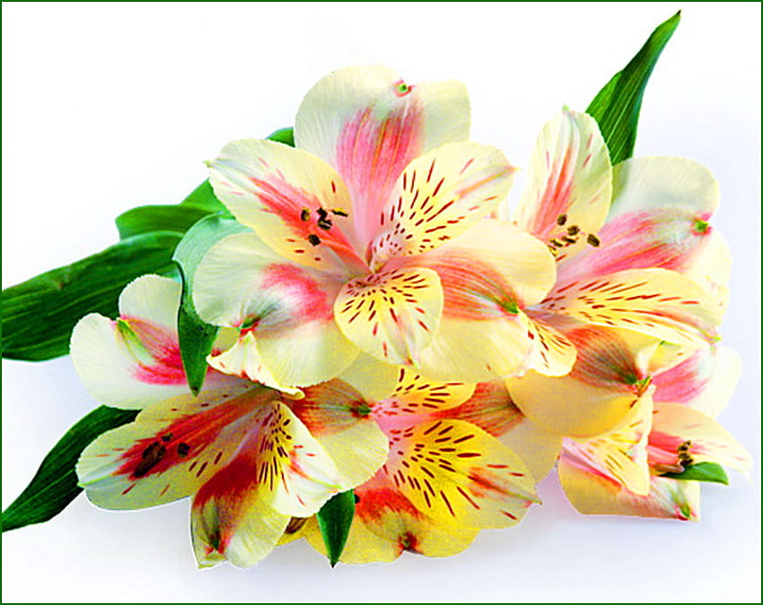 Un regalo di primavera, rosa, bianco, foglie verdi, gialle, fiori, primavera Sfondo HD