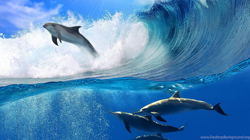 Playing Dolphins Background, Cool Dolphin HD wallpaper