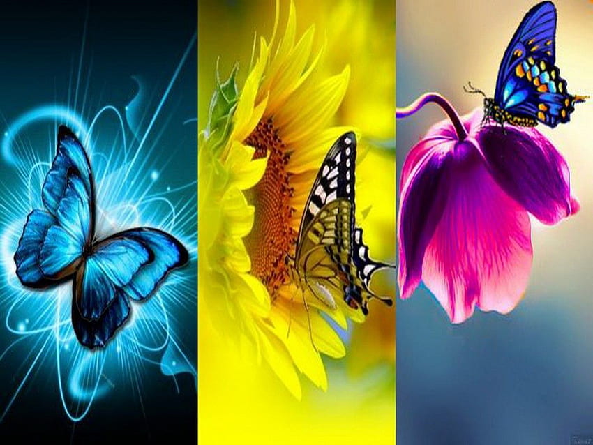 Wings of beauty, butterflies, wings, trio, flower HD wallpaper