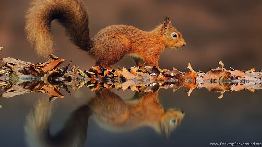 Beautiful Baby Squirrel For HD wallpaper