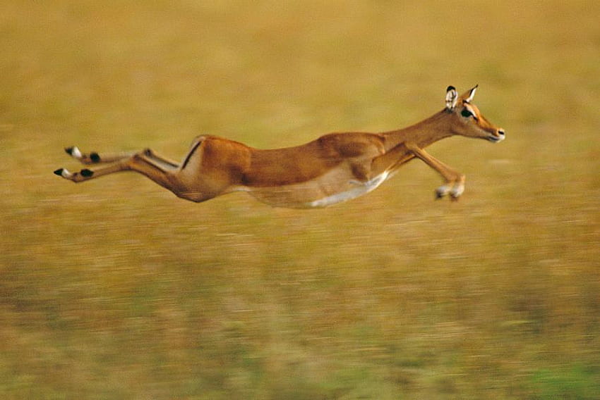 flying, africa, antelope, nature, wild HD wallpaper