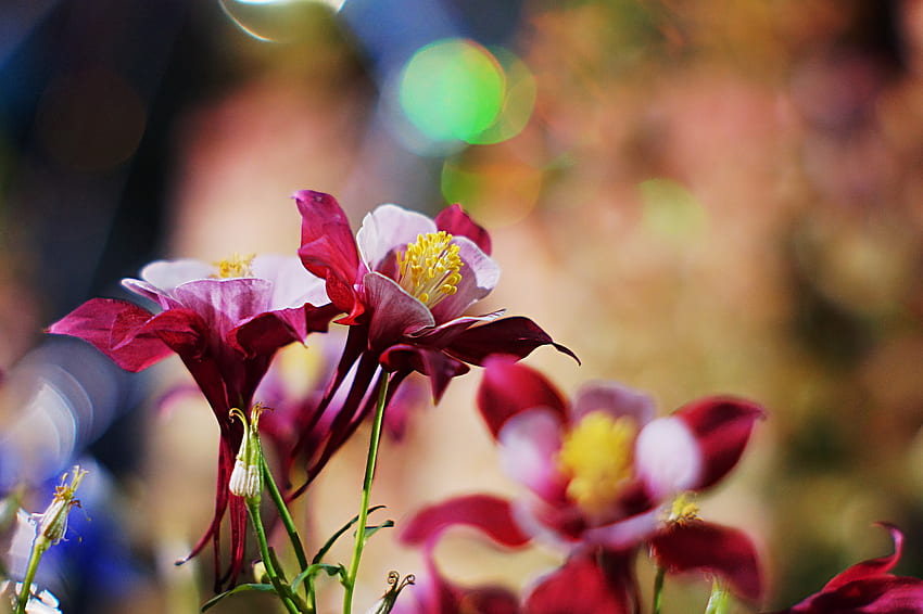 Blumen, Makro, Blütenblätter, Unschärfe, glatt, Akelei HD-Hintergrundbild