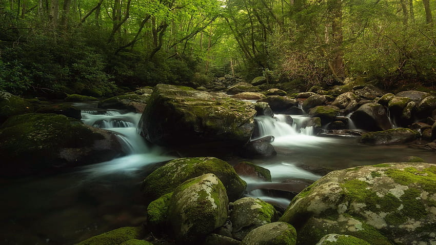 Porters Creek w Parku Narodowym Great Smoky Mountains, Tennessee, drzewa, skały, las, usa, kamienie Tapeta HD