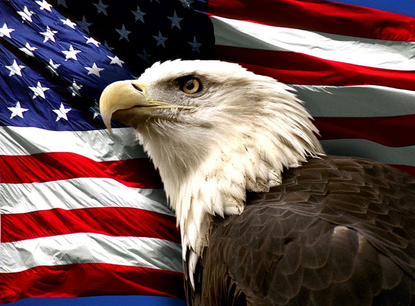 Patriotic Bald Eagle, Veterans Day Eagle HD wallpaper