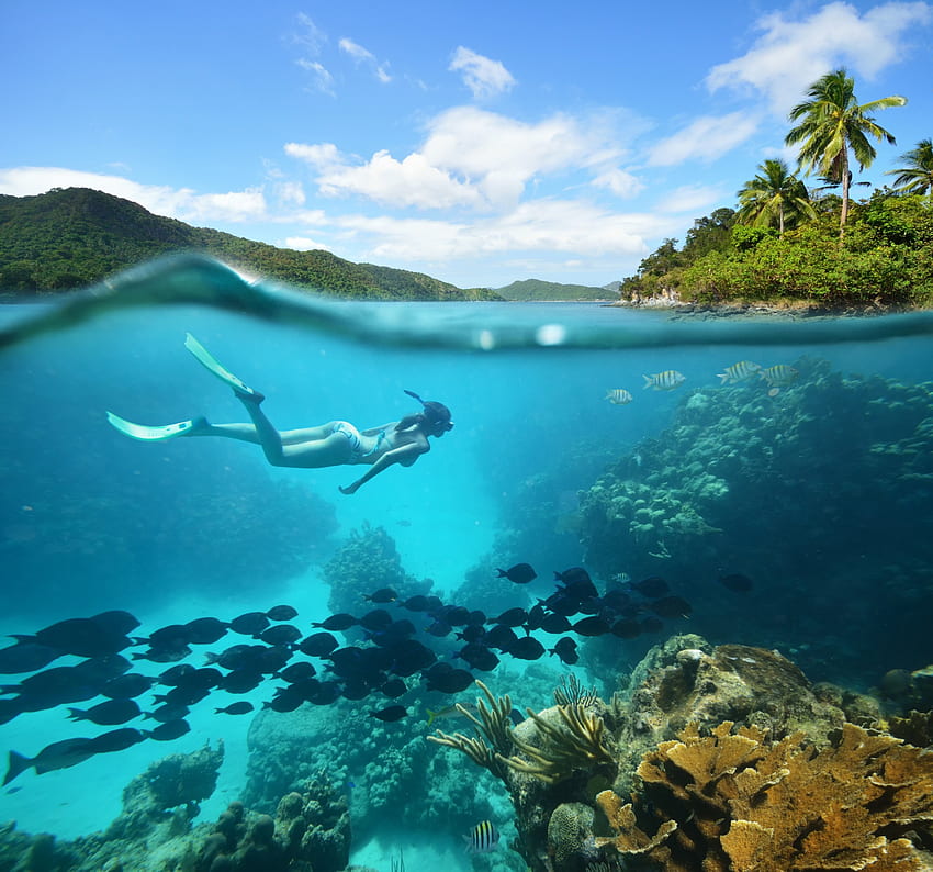 Underwater, ocean, diving, tropical HD wallpaper