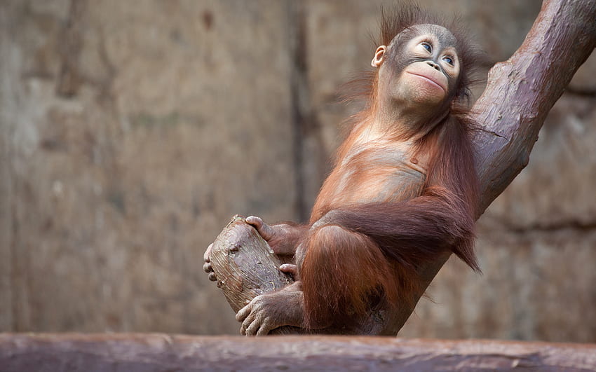Baby Animal Orangutan Primate Zoo - Resolution: HD wallpaper