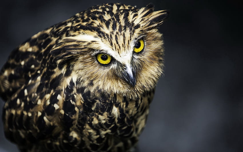 Animals, Owl, Feather, Bird, Aggression, Predator HD wallpaper