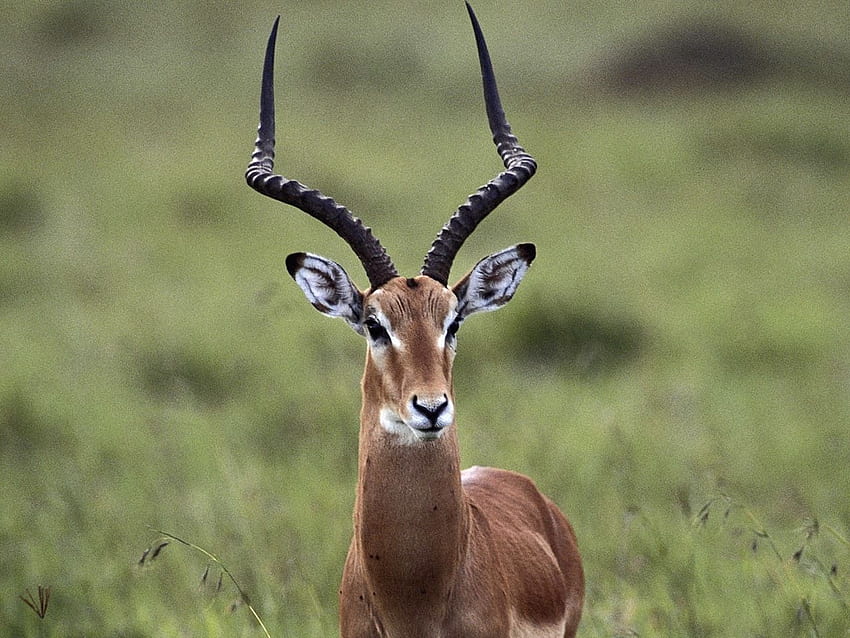 Wild gazelle . Animals beautiful, South, Mountain Gazelle HD wallpaper |  Pxfuel