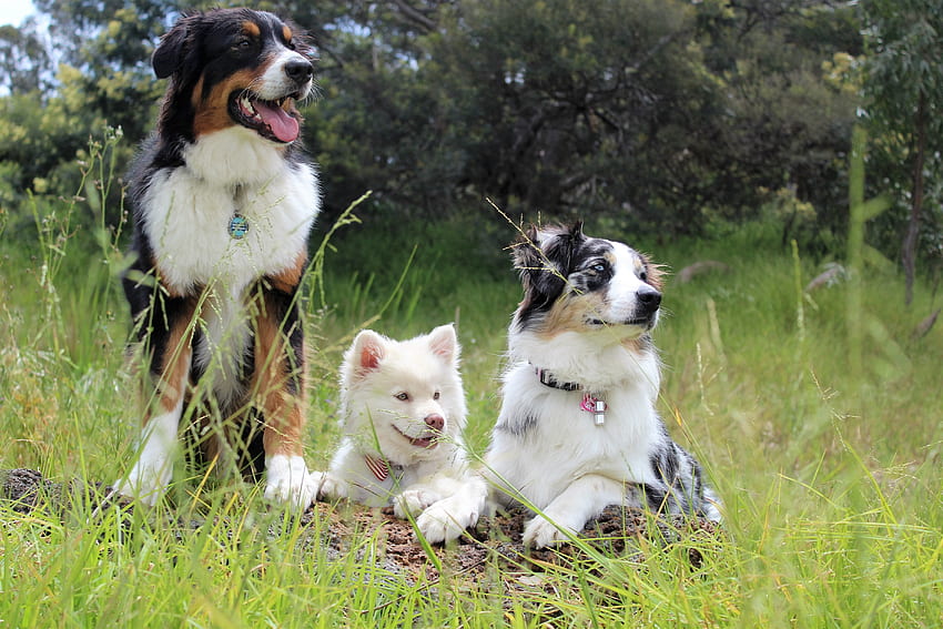 Tiere, Hunde, Jagd, Ession, Stammbaum HD-Hintergrundbild