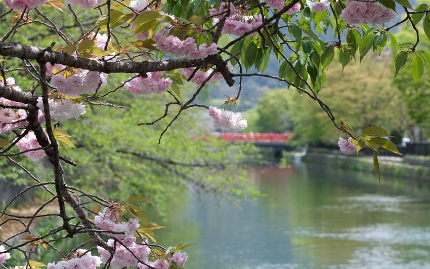 Kirschblüte, Natur, Blumen HD-Hintergrundbild