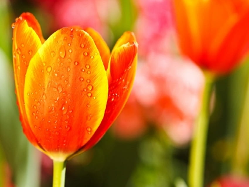 ทิวลิปหลากสีในสวนเปิด สีสันสวยงาม ธรรมชาติ ดอกไม้ ทิวลิป วอลล์เปเปอร์ HD