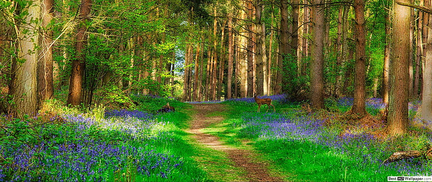 Veados na Primavera Floresta Fond d'écran HD