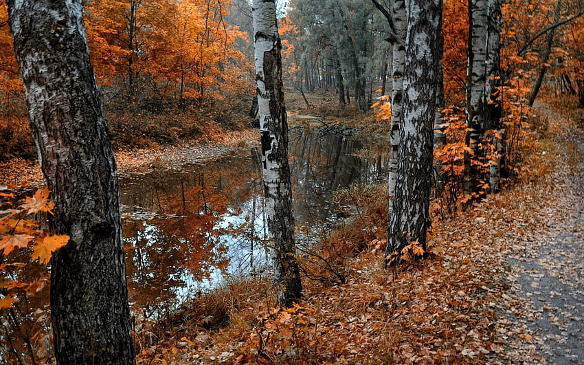 Nature, Birches, Lake, Leaf Fall, Fall HD wallpaper