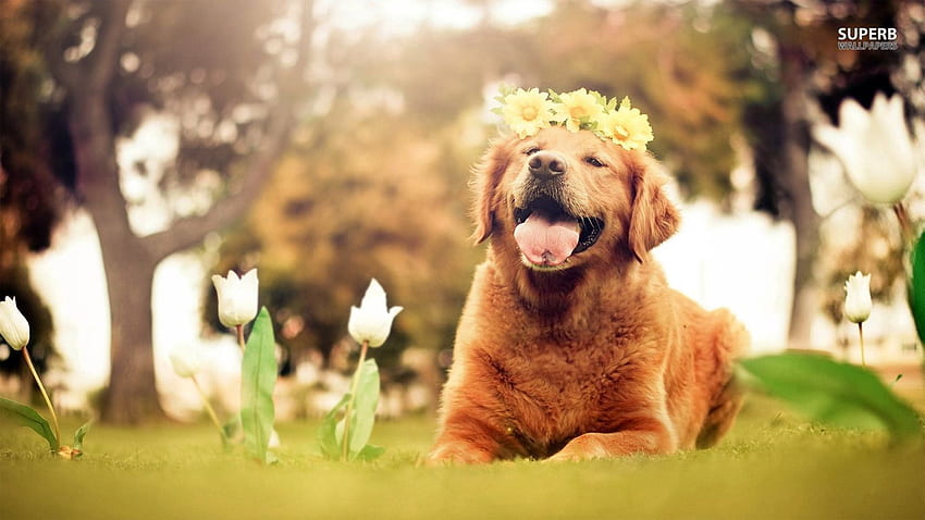 Easter golden retriever . Golden Retriever puppy HD wallpaper