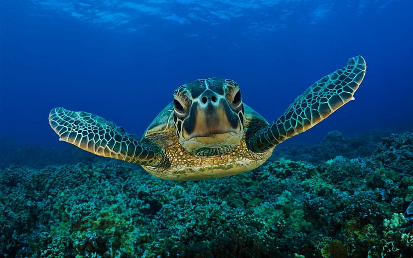 Animals, Underwater World, Swim, To Swim, Carapace, Shell, Turtle HD wallpaper