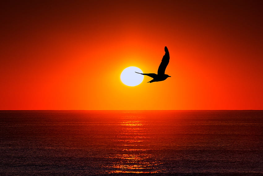 Animals, Sky, Sea, Sun, Silhouette, Bird HD wallpaper