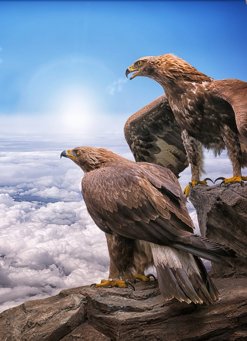 Golden Eagles, Birds, Clouds, - Golden Eagle iPhone -, Lion and Eagle HD phone wallpaper