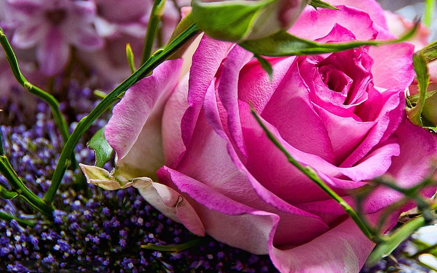 ความงามของดอกกุหลาบสีชมพู กุหลาบ สีชมพู ดอกไม้ ความงาม วอลล์เปเปอร์ HD