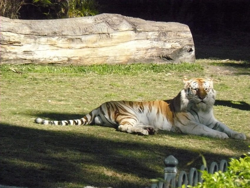 Tiger at Dream World Qld Australia, dream world, theme park, tiger, resting HD wallpaper