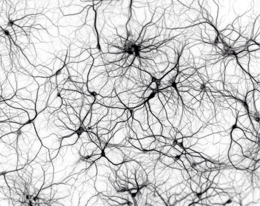 Sinir Ağı - ( koleksiyonlar), Nöron HD duvar kağıdı