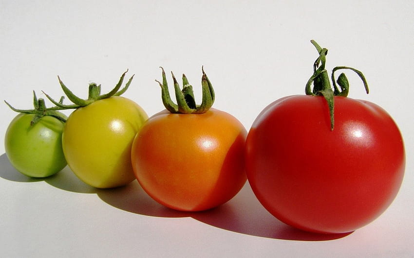 BÊNÇÃOS DO JARDIM, jardins, legumes, tomates, frutas, produzir, fresco, comida papel de parede HD