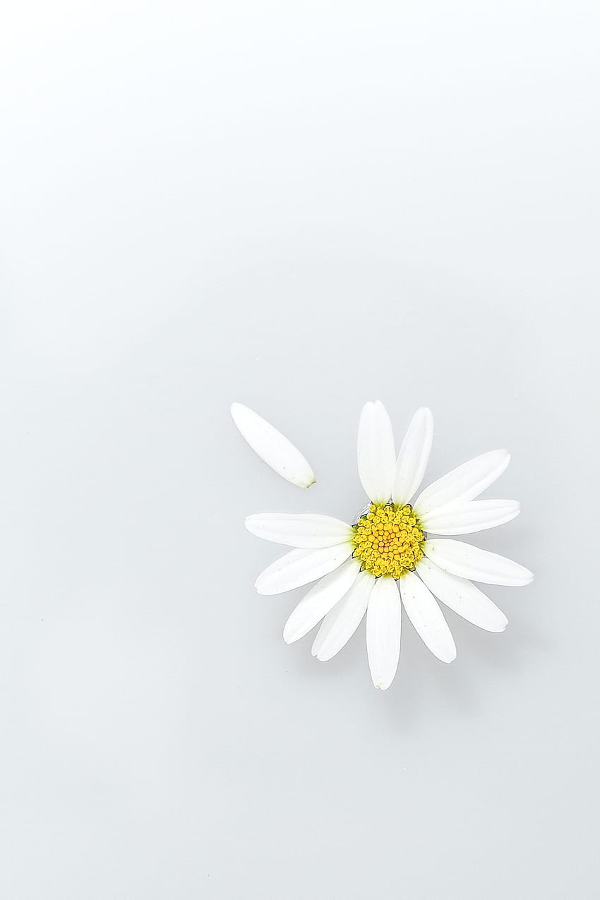Flowers, Camomile, Flower, Petals, Chamomile, Wildflowers HD phone wallpaper