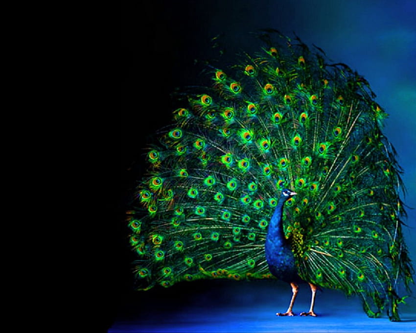 Peacock With Black Background - - HD wallpaper
