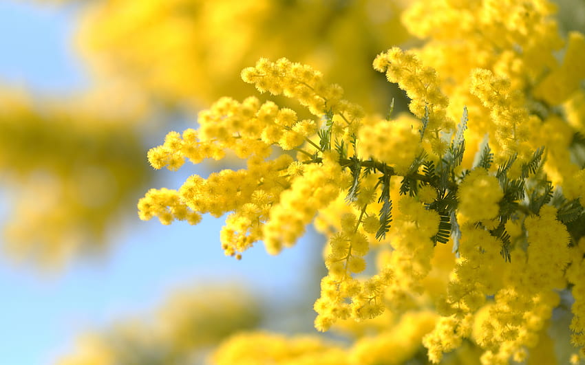 ミモザ、黄色の春の花、ミモザの枝、ミモザの背景、美しい黄色の花 高画質の壁紙
