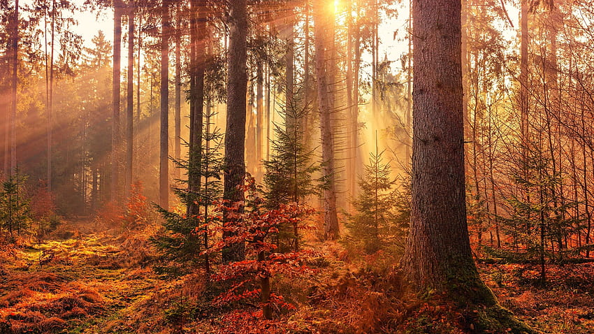 Rayos de sol de otoño Rayos de luz del bosque Resolución 1440P, y 2560 X 1440 Otoño fondo de pantalla