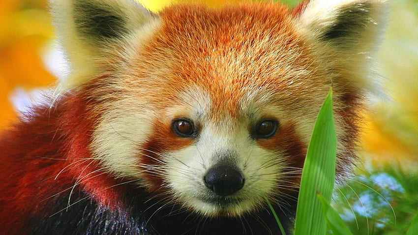 Red Panda Background. Red Pandas, Red Panda Kawaii HD wallpaper