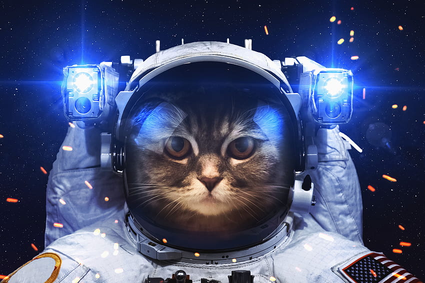 Gatos espaciales fondo de pantalla