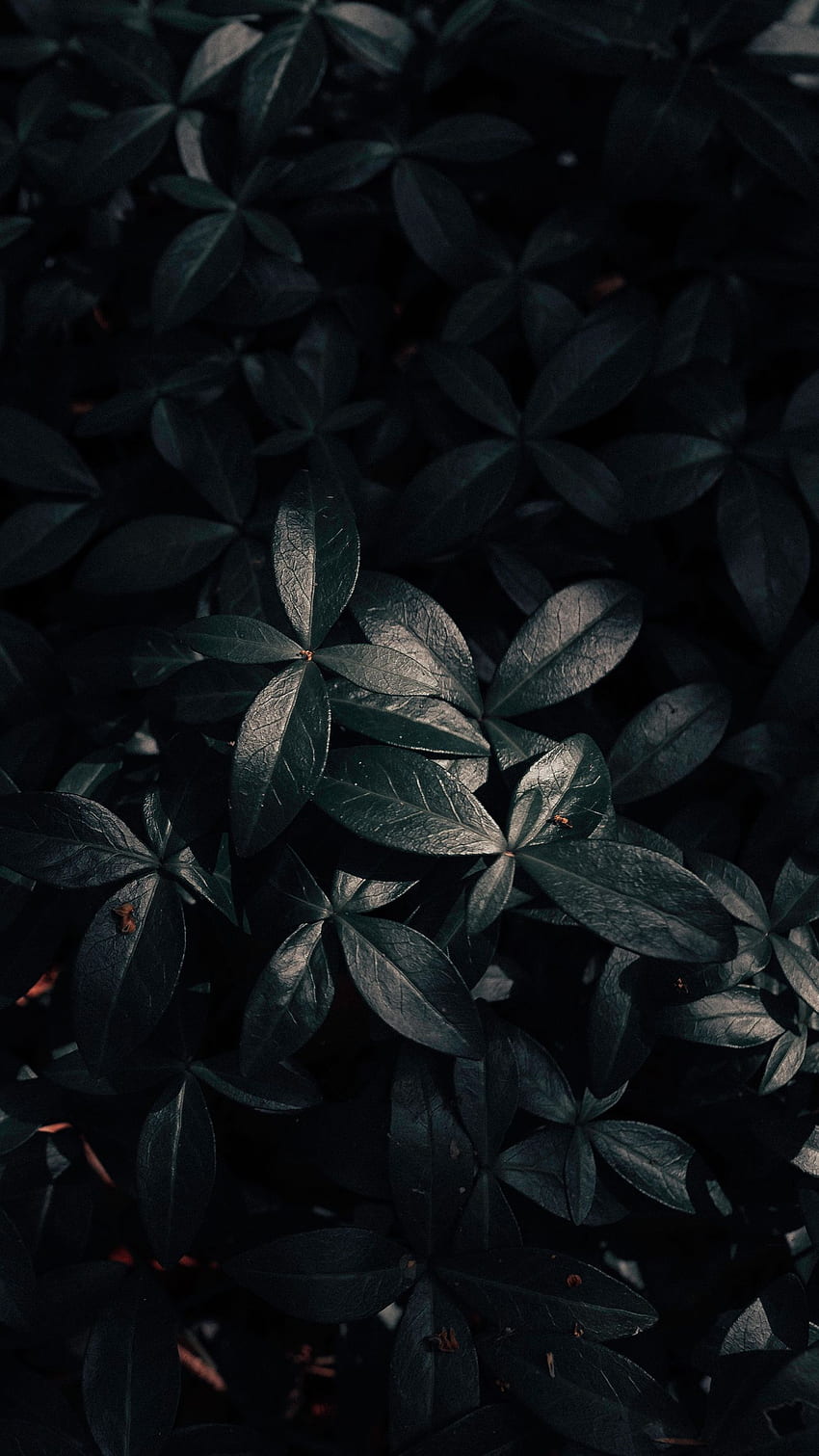 iPhone de hojas oscuras, plantas oscuras fondo de pantalla del teléfono