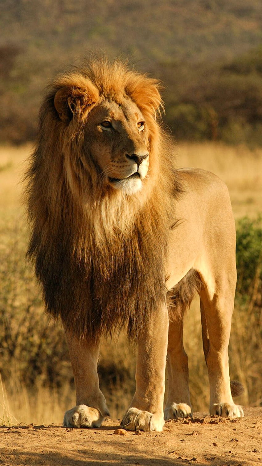 IPhone en Afe. León, león, leones, hermosos leones fondo de pantalla del  teléfono | Pxfuel