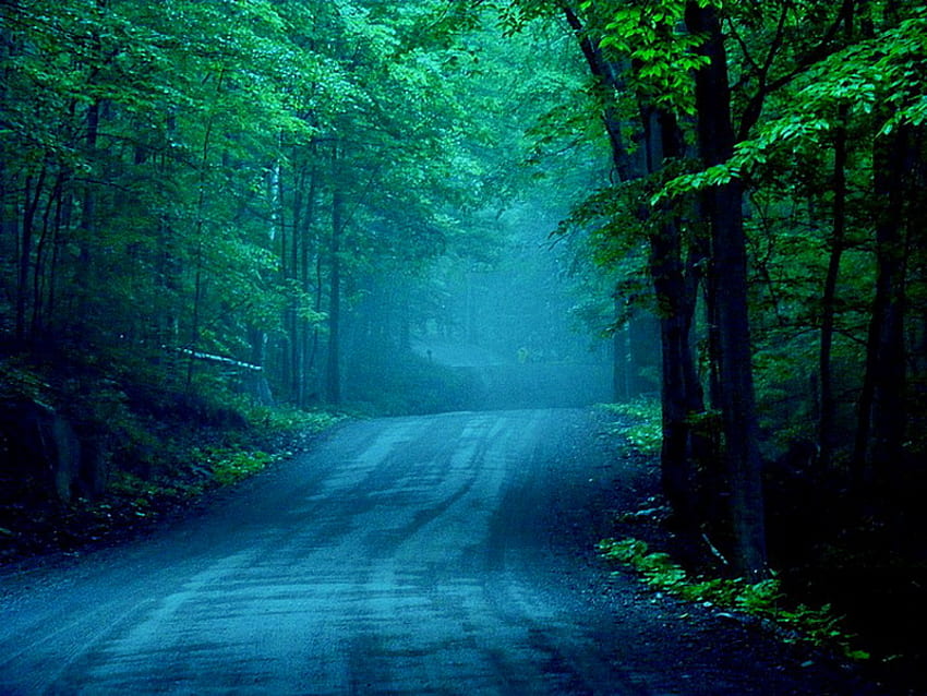 朝の道、霧、青、朝、緑、木々、道、森 高画質の壁紙
