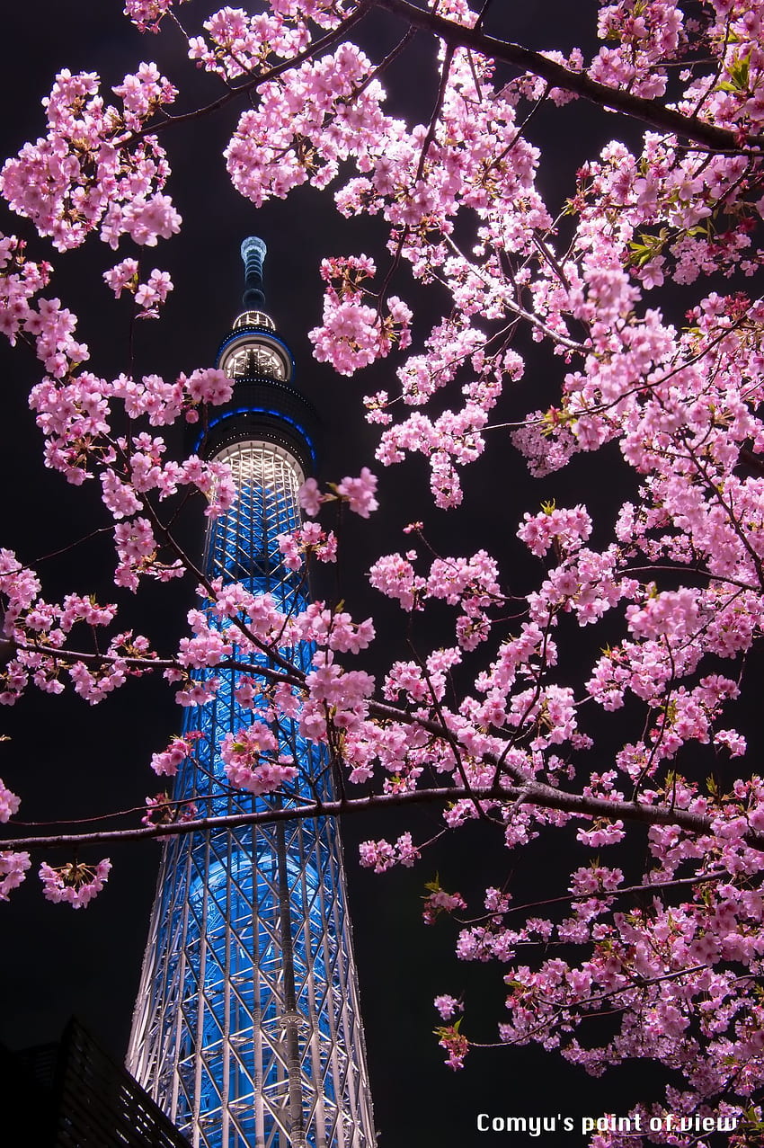 TOKYO SAKURA NIGHT. Japan landscape, Sakura flower, Aesthetic japan HD phone wallpaper