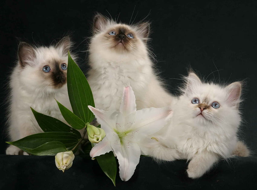 Kittens, kitten, white, black, cute, cat, lily, pisica, flower, trio HD wallpaper