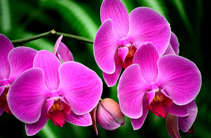 Flowers, Flower, Branch, Orchid, Exotic, Exotics HD wallpaper