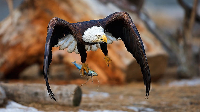 Eagle Catching Fish Animal, Bird Hunting HD wallpaper