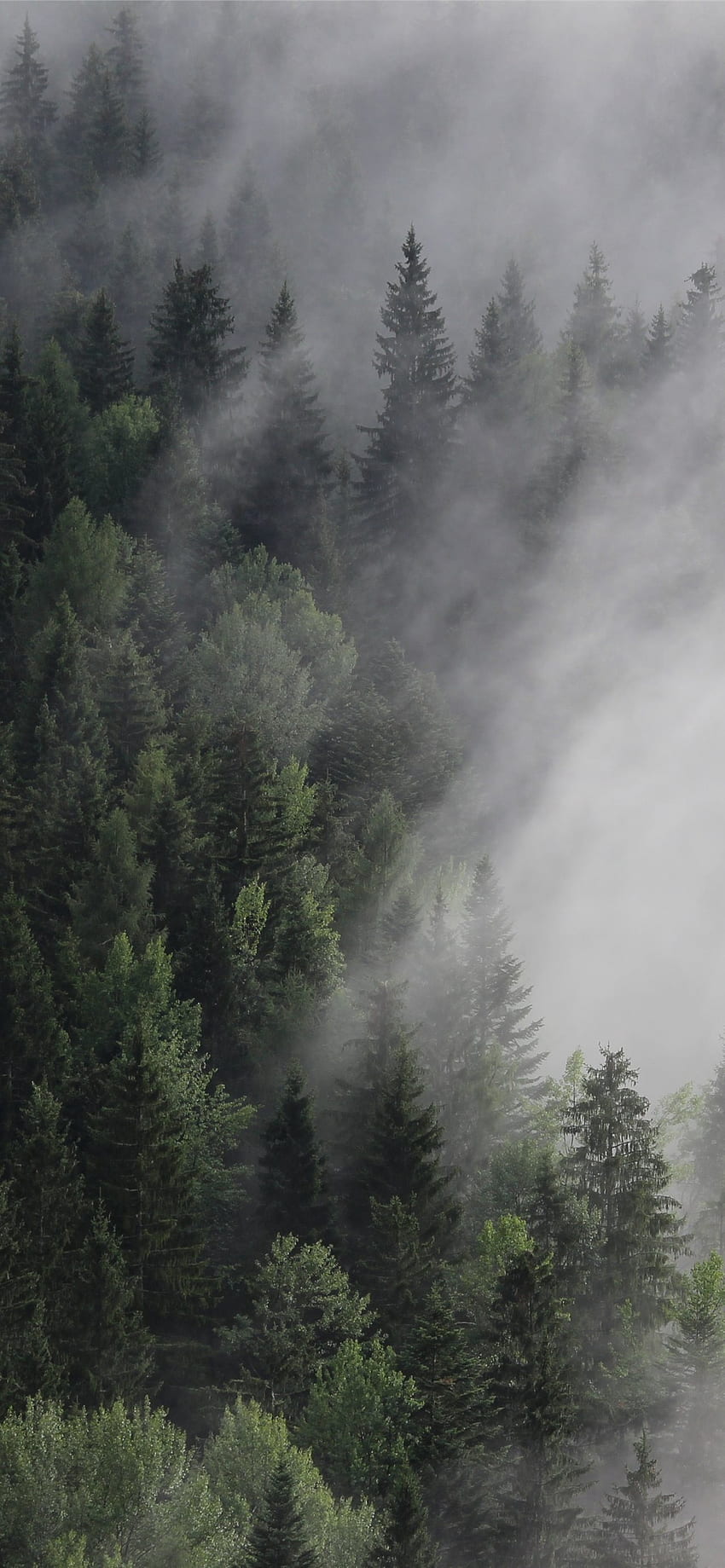 ออสเตรีย ป่าหมอก หมอก ต้นสน ธรรมชาติ iPhone Ultra Forest วอลล์เปเปอร์โทรศัพท์ HD