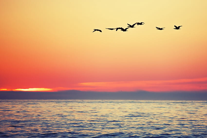 Following the Sun, sea, birds, clouds, colors, sky, sunset HD wallpaper
