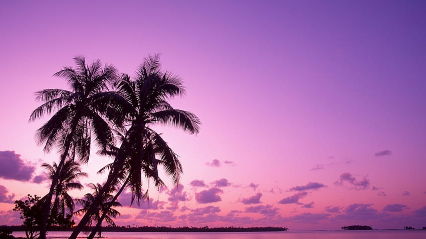Landscape, Nature, Palms, Violet HD wallpaper | Pxfuel