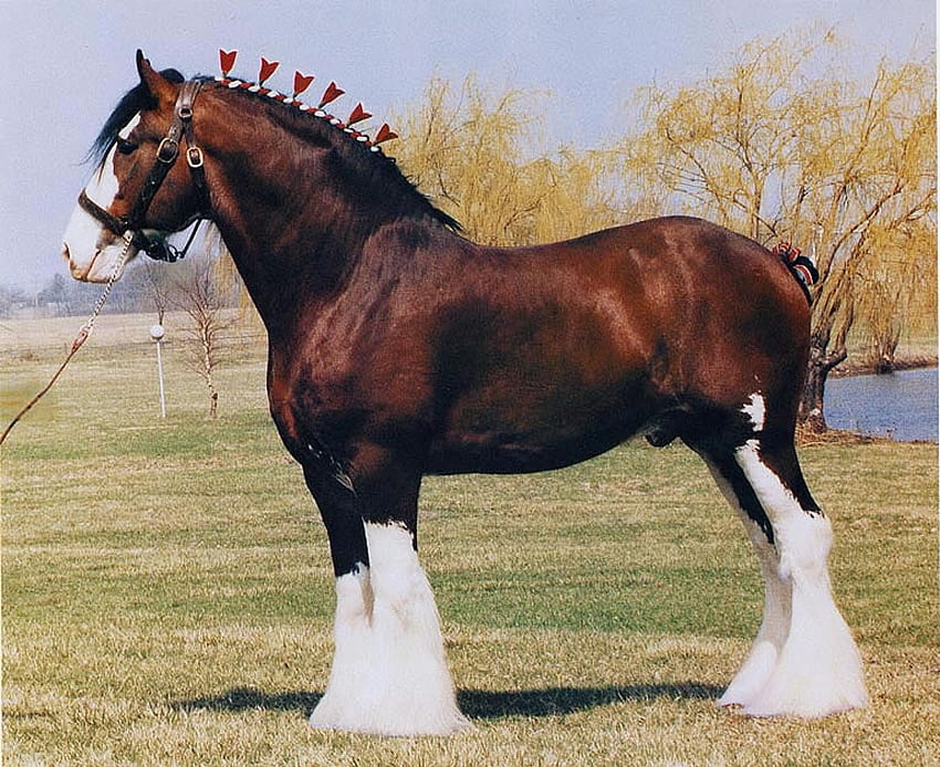Shire Horse., Das Auenland HD-Hintergrundbild