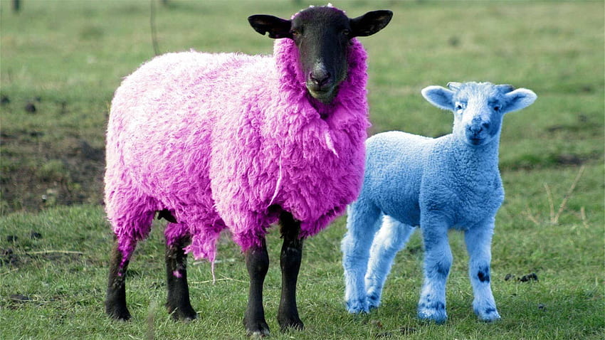 Пълно овче розово стилно, фон, сладка овца HD тапет