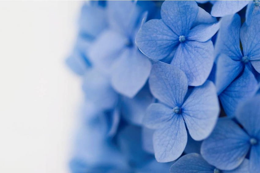 Blaue Blütenblätter, Blumen HD-Hintergrundbild