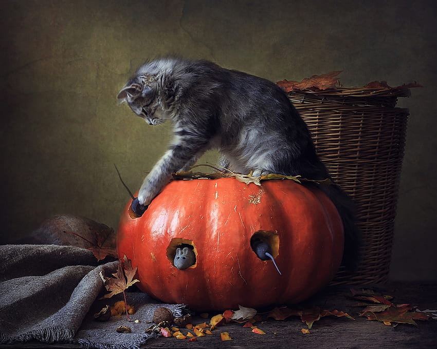 :D, animal, daykiney, cat, orange, pisica, halloween, mouse, pumpkin, autumn HD wallpaper