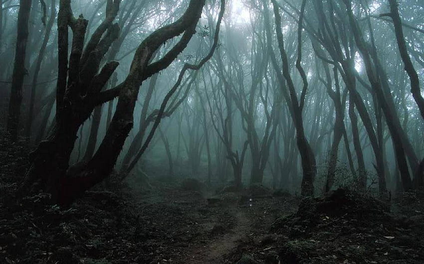 Gruseliger Wald HD-Hintergrundbild