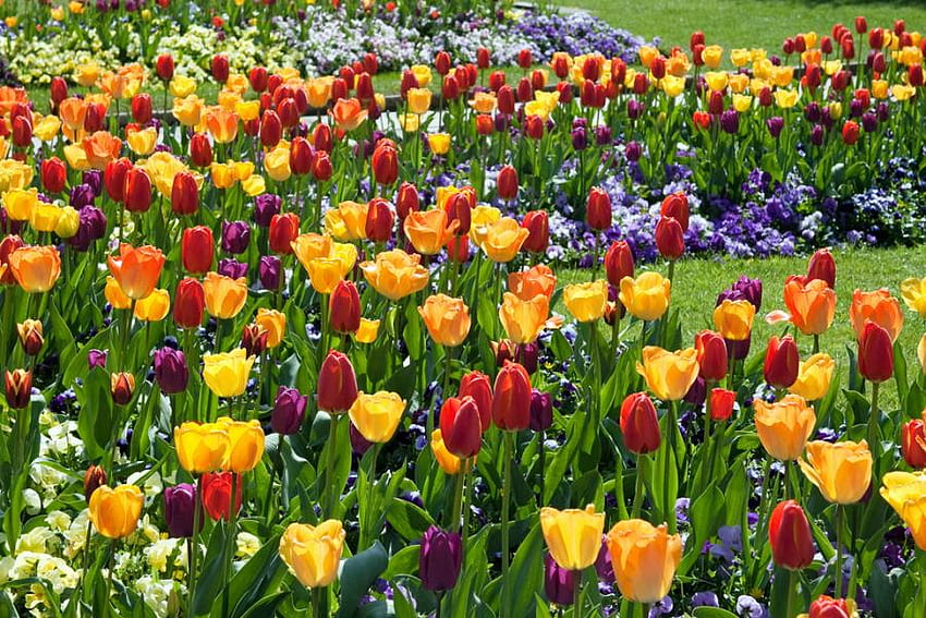 melodia primaverile, natura, fiori, variopinto, tulipani, primavera, parco Sfondo HD