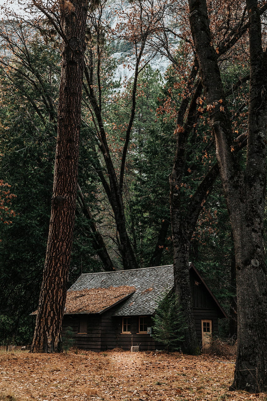 Natura, drzewa, jesień, odosobnienie, prywatność, las, dom Tapeta na telefon HD