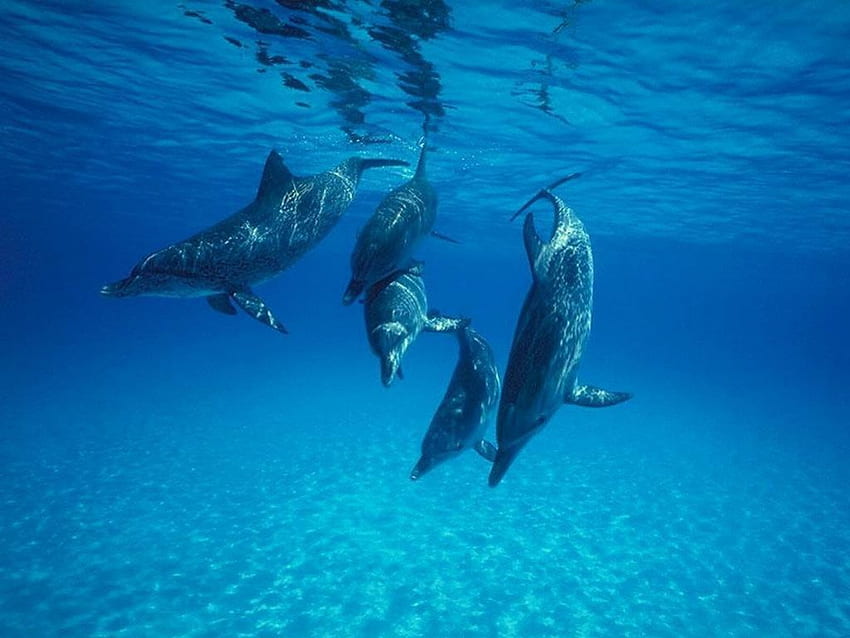 Delfine, Meer, Unterwasser, Tiere HD-Hintergrundbild